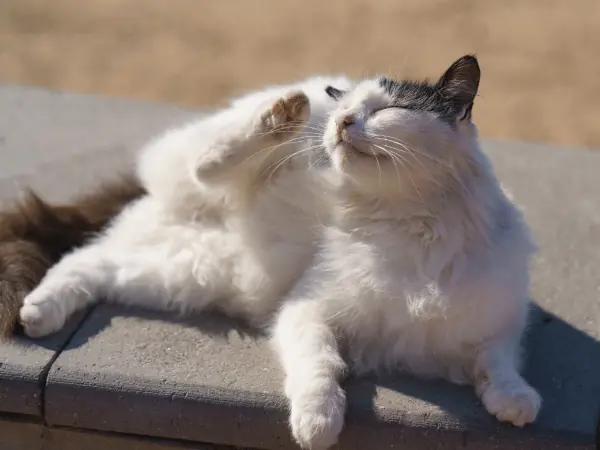 A cat with cat itch or cat itchy skin scratching their fur