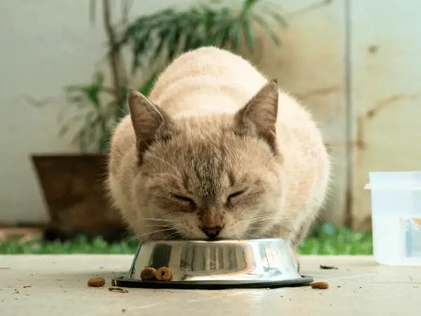 A cat eating from a bowl, representing unbalanced nutrition which can be a reason why a cat is losing weight