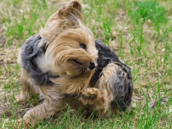 A puppy with a dog itch which can be due to contact dermatitis