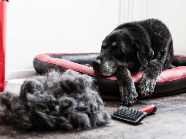 A black dog experiencing dog shedding, lying next to clumps of fur that have been brushed off by their owner