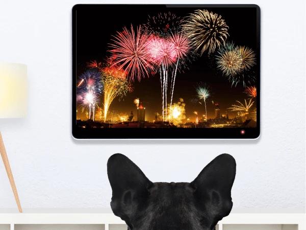 A dog watching a fireworks display on TV as part of their desensitization training to avoid dog fireworks anxiety
