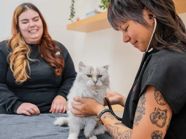 A veterinarian doing a cat check-up at Sploot, a provider of emergency vet services and primary and urgent care