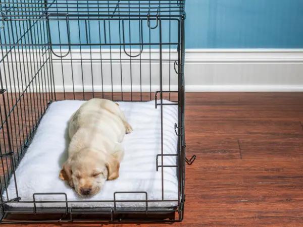 A photo of a calm puppy inside a crate, representing the positive effects of proper crate training a puppy