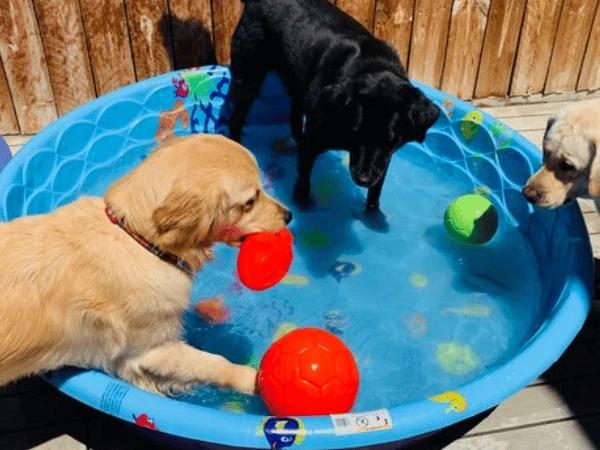 Dogs playing at Chi-Town Dog House, a dog daycare near Roscoe Village, Chicago