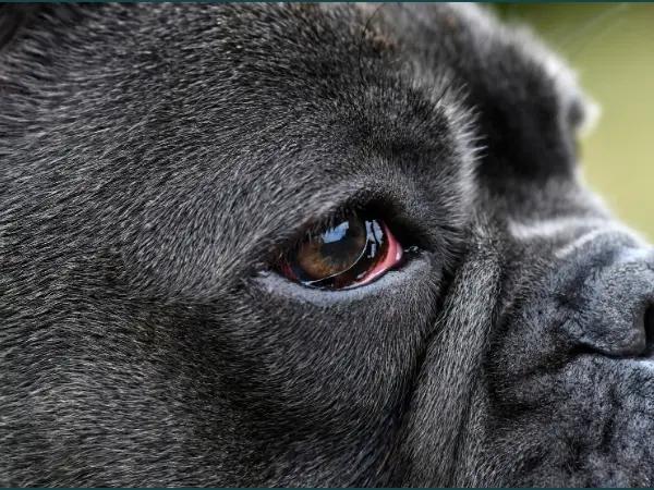 A close-up of a dog with redness around the eyes, one of the common symptoms that may need dog eye infection treatment