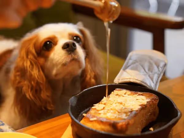 A dog with their chin on the table representing dog-friendly restaurants in Colorado Springs