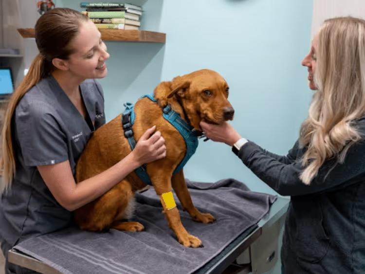 A vet having a consultation with a pet parent at the Sploot Veterinary Clinic in Denver, Colorado
