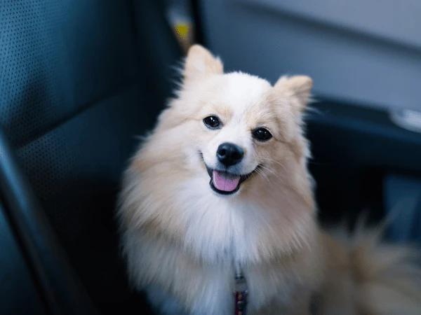 A dog calmly sitting inside the car while on a roadtrip