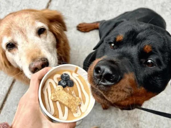 Two dogs enjoying a pup cup at The Green Collective, a dog friendly patio or dog friiendly restaurant in Denver