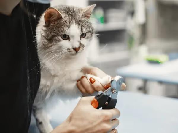 Close-up of how to cut cat nails with a relaxed and calm cat