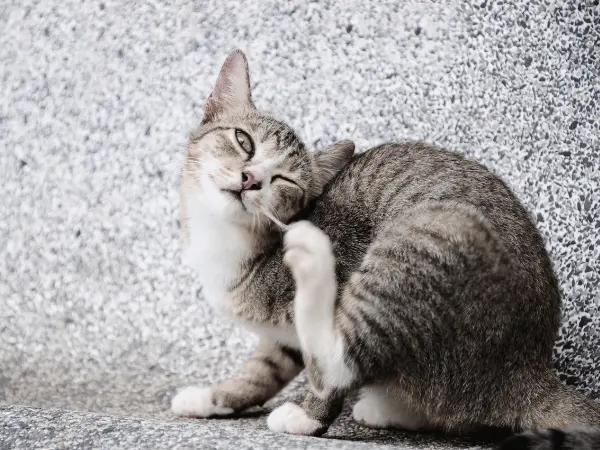 A cat scratching their ears, a sign of ear infection which may need ear cleaning for cats