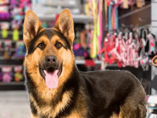 A photo representing a dog inside a pet store in Colorado Springs