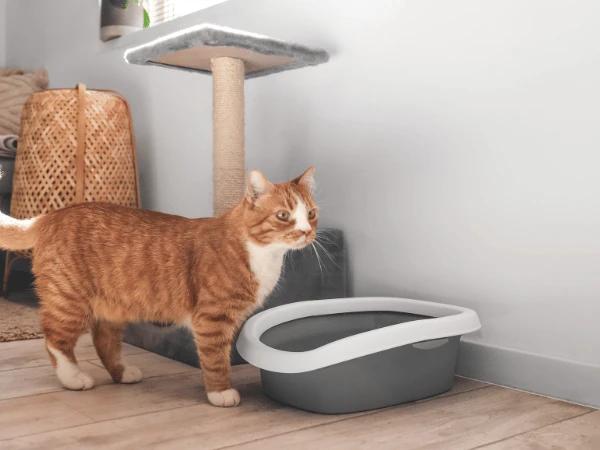 A cat using a litter box to represent one of the potential causes of UTI in cats: a dirty litter box