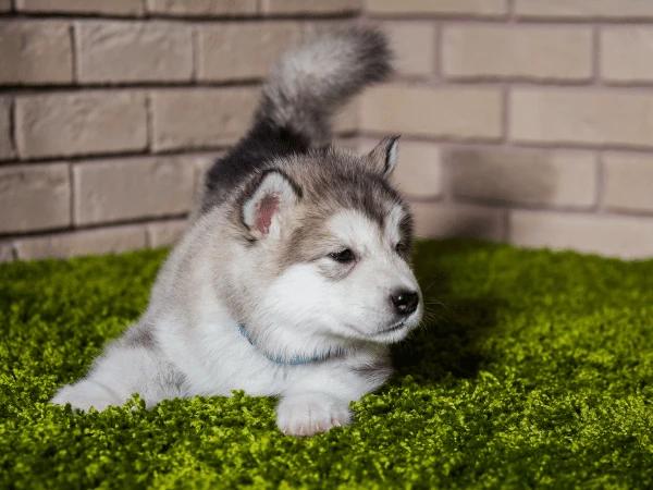 A baby Siberian Husky sitting on the grass.
