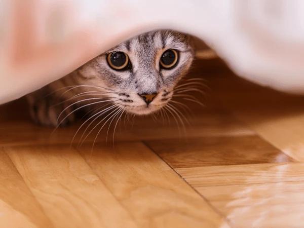 A cat hiding, showing signs of anxiety and stress, common causes of diarrhea in cats as well as diarrhea in dogs