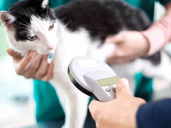 A cat that recently got pet microchipping