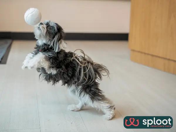 A photo of a dog playing in Sploot Vets Denver clinic in Colorado, showing the clinic’s Fear Free environment, an important consideration when choosing the best vet clinic for a pet’s needs