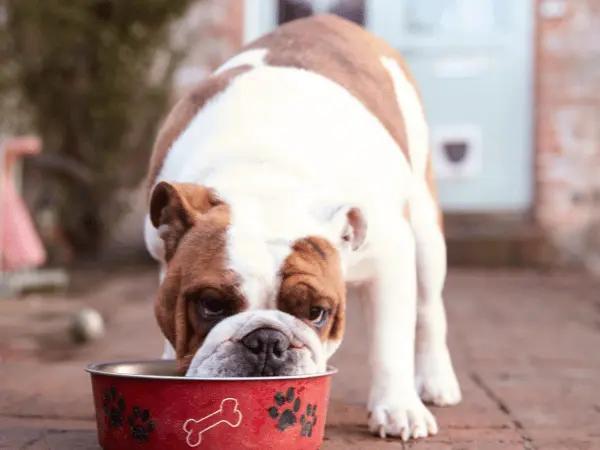 A photo of a bulldog eating a healthy portion of food, one of the Thanksgiving pet safety tips pet parents need to remember