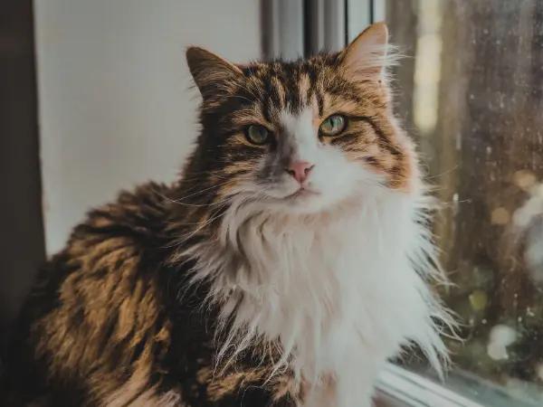A sedentary cat with reduced activity and reduced grooming, common signs of arthritis in cats