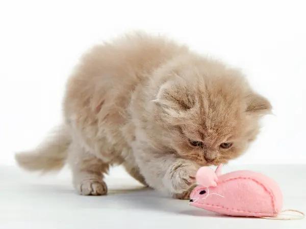 A kitten playing with a toy mouse, representing kitten socialization through playtime