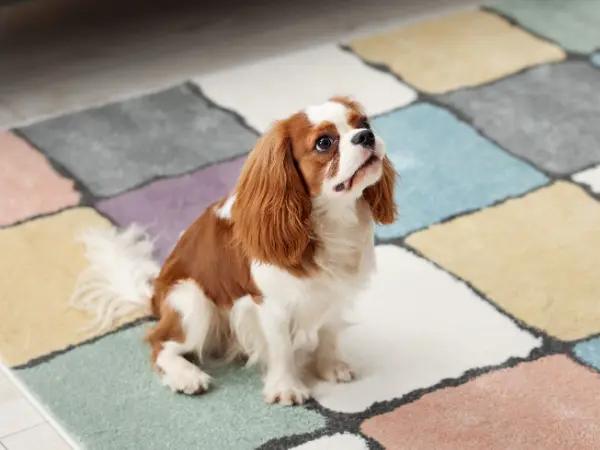 A photo of a dog sitting on a low-pile rug, which helps prevent dog broken nails or dog nail bleeding due to its shorter fibers that won’t easily get caught on the dog’s nail
