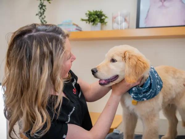 A new puppy vet visit at Sploot Vets, a vet clinic in Chicago, Denver, and Colorado Springs