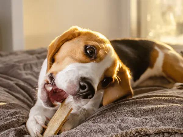 A dog chewing a dental treat, representing the experience of getting one of the best dental chews for dogs