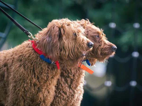 A photo of two dogs on a leash, representing dog-friendly trips and dog-friendly activities near Salt Lake City