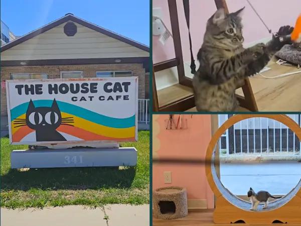 Photos of The House Cat, a cat cafe in Ogden, moderately near to Salt Lake City with adoptable cats