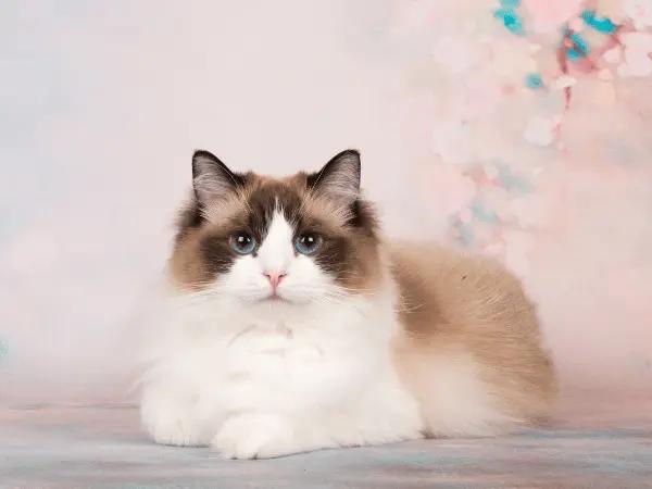 A photo of a Ragdoll cat, representing ragdoll cat health issues