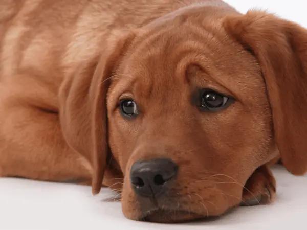 A dog with low energy due to uncomfortable symptoms from allergies in dogs