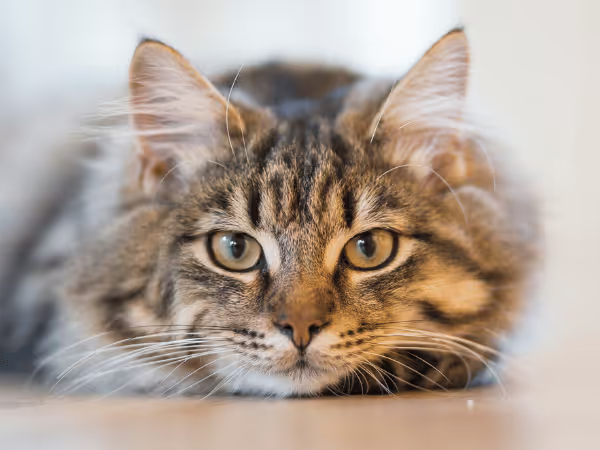A close-up photo of a cat to represent cat hairball remedies