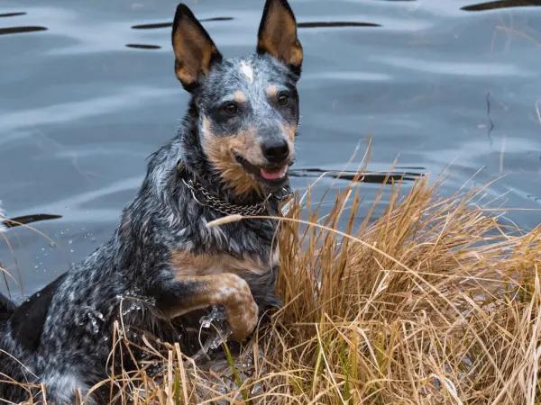 A dog getting out of a dog park pond, one of the places to take your dog swimming in Denver