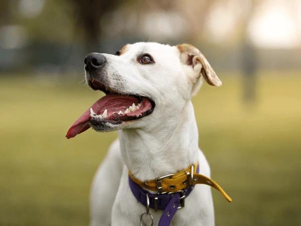 A photo representing a dog park near Central Park, Denver