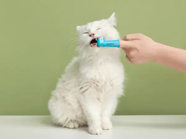 Close-up of one of the steps on how to clean or brush a cat’s teeth using a dental finger brush for cats