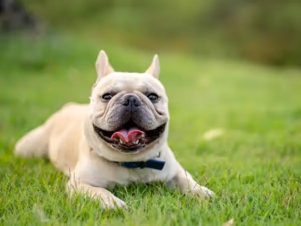 A French Bulldog lying happily on the grass, representing French Bulldog care and the successful prevention or treatment of French Bulldog health issues