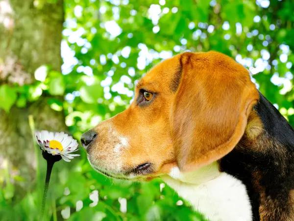 A dog smelling flowers and inhaling pollen, a possible cause of dog reverse coughing and sneezing