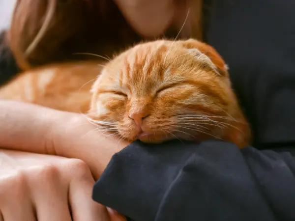 Close-up of a new cat parent hugging a cat, representing the experience of cat adoption from a cat shelter or cat rescue in Colorado Springs