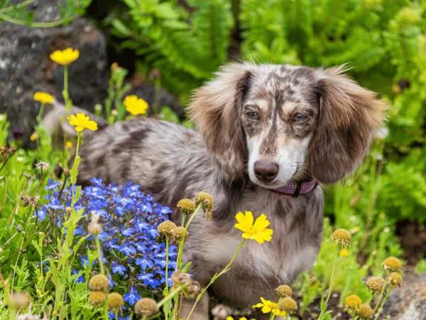 A dog among flowers representing possible dog allergies to pollen during spring