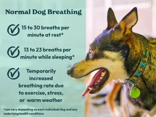 A simple infographic showing normal dog breathing rates and common, non-pathological reasons why dogs breathe heavy