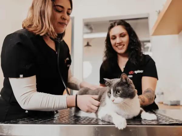 A cat getting prescribed heartworm prevention for cats at Sploot Vets, a trusted cat vet in Colorado Springs, Denver, & Chicago