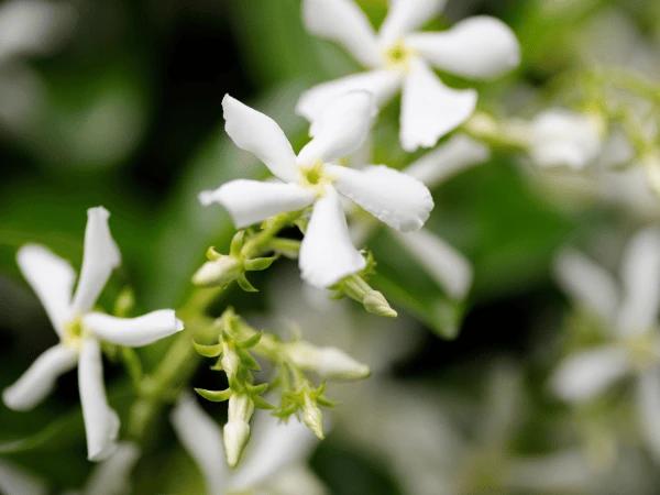A photo of star jasmine, one of the safe plants for dogs