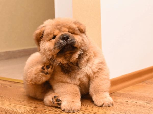 A puppy scratching their ear because of an ear infection; this is one of the common symptoms of cat or dog ear infections