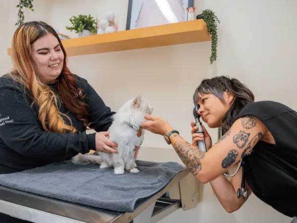 A cat getting veterinary care at Sploot Vet, a clinic that accepts emergency vet insurance