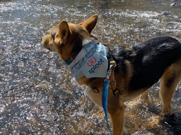 A big dog wearing a bandana from Sploot Vets Denver and is leashed while in a public park, in accordance with Denver’s leash laws 