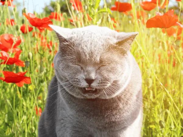 A photo of a cat sneezing among flowers, representing cat sneezing a lot due to seasonal allergies
