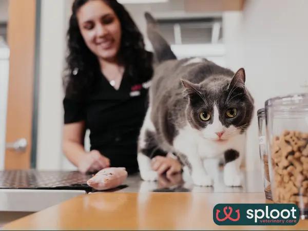 A cat calmly exploring the private waiting room in Sploot Veterinary Care, one of the best cat veterinarians in Salt Lake City, Utah, for a Fear Free experience