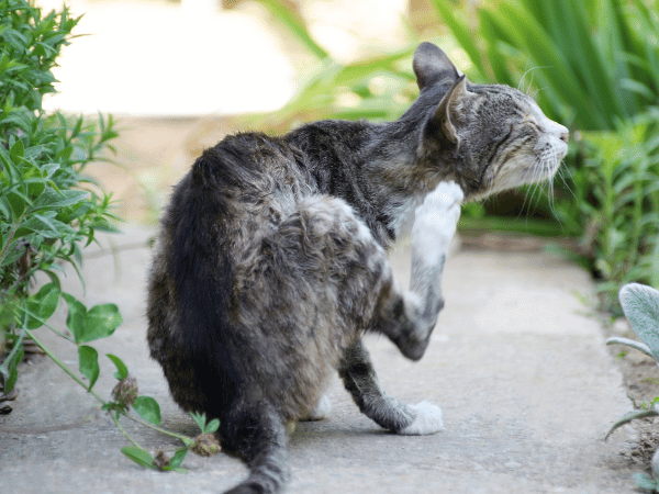 A cat with thinning fur scratching themself to represent cat shedding a lot