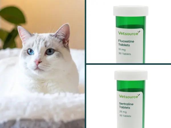 A photo of a cat resting contentedly next to common anxiety meds for cats in the SSRI drug class, including fluoxetine and sertraline