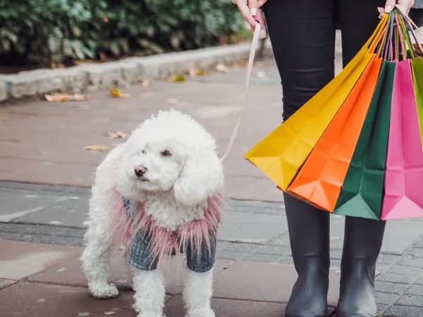 A dog and pet parent going on a dog friendly shopping trip to some of the best dog friendly stores in Denver